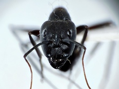 Camponotus pexus