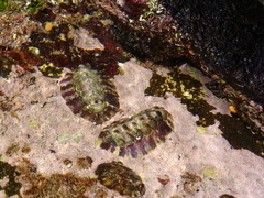 Onithochiton quercinus