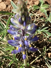 Lupinus multiflorus