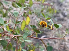 Goodia medicaginea