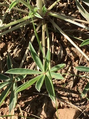 Lupinus multiflorus