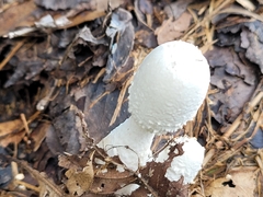 Leucocoprinus cretaceus