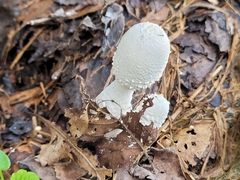 Leucocoprinus cretaceus