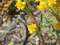 Helophilus neoaffinis