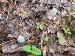 Leucocoprinus cretaceus
