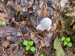 Leucocoprinus cretaceus