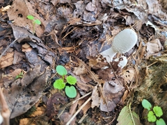 Leucocoprinus cretaceus