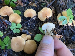 Hydnum oregonense