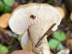 Hydnum oregonense
