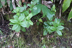 Vaccinium calycinum