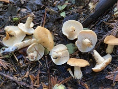 Hydnum oregonense