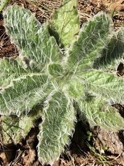 Stenachaenium riedelii