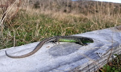 Iberolacerta galani