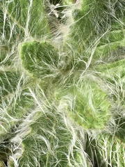 Stenachaenium riedelii