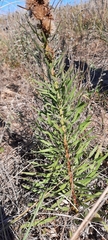 Liatris aspera