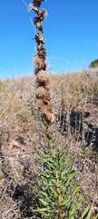 Liatris aspera