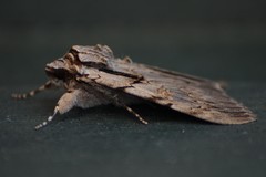 Catocala optata