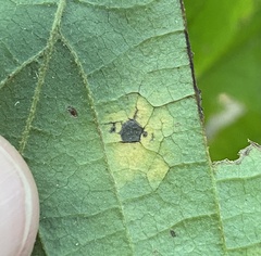 Phyllosticta hamamelidis