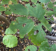 Phyllosticta hamamelidis