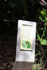 Santalum paniculatum