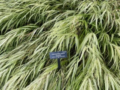 Hakonechloa macra