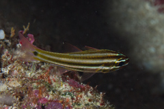 Ostorhinchus angustatus