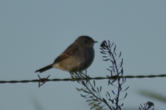 Serpophaga nigricans