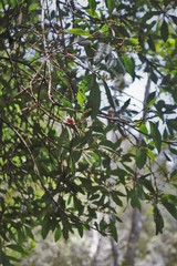 Morella faya, recorded fruiting