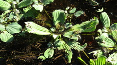 Pistia stratiotes image
