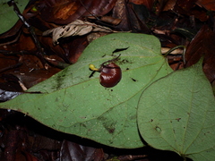 Aristolochia flava
