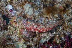 Synchiropus morrisoni