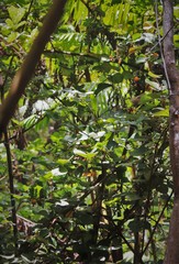 Rubus ellipticus, recorded fruiting