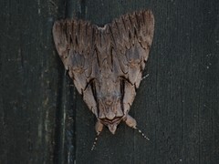 Catocala optata