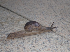 Megaustenia imperator