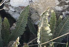 Pleopeltis lepidopteris