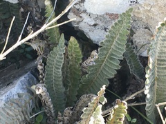 Pleopeltis lepidopteris