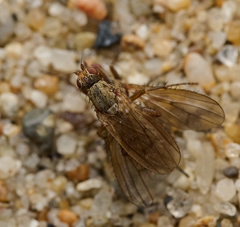 Eccoptomera