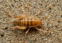 Rhachocnemis validus