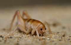 Rhachocnemis validus