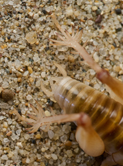 Rhachocnemis validus