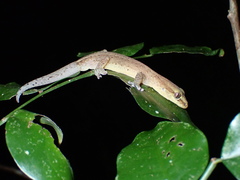 Bavayia septuiclavis