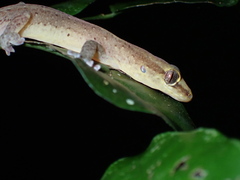 Bavayia septuiclavis