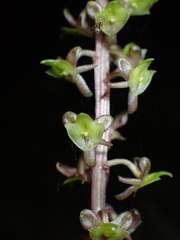 Crepidium taurinum