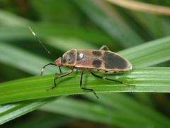 Physopelta gutta gutta