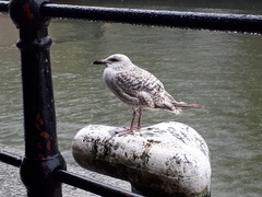 Larus argentatus