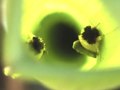 Exyra semicrocea
