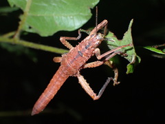 Canachus alligator