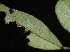 Prychia gracilis