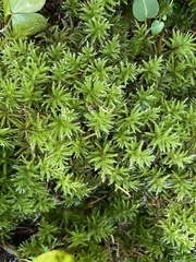 Leucolepis