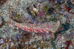 Synchiropus morrisoni